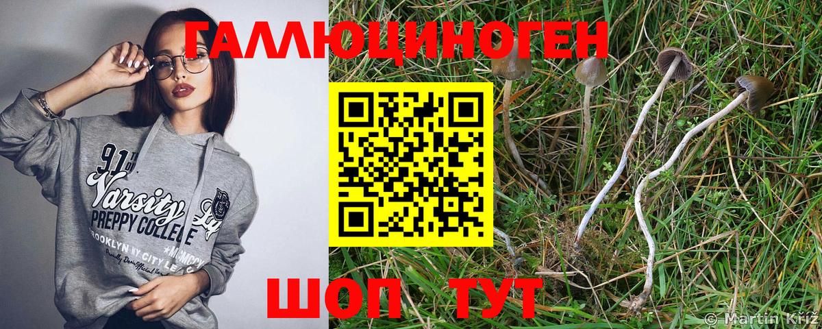 Галлюциногенные грибы Cubensis Тейково